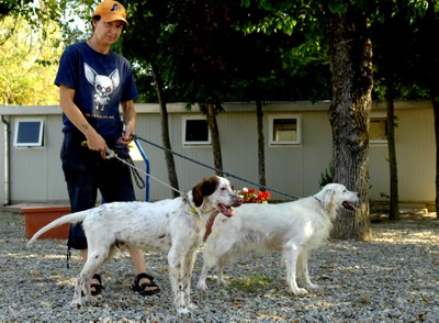 Due cani di razza setter ospitati nel canile pronti per essere adottati in coppia
