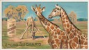 giraffe_Animali nei loro habitat, 1904-14.jpg