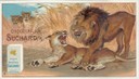 leoni_Animali nei loro habitat, 1904-14.jpg