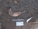Reperto archeozoologico dallo scavo di Baggiovara 2013
