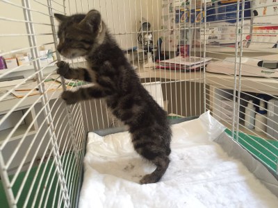 gattino viale Tassoni alla clinica veterinaria.JPG