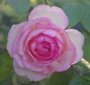 rosa in giardino.jpeg
