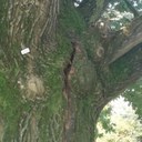 Parco Amendola, riparata una grande quercia