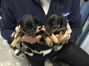 Alcuni cuccioli salvati dalla Polizia locale di Modena