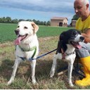 Volontari e operatori con i cani ospiti del canile intercomunale di Modena