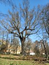 Potatura in tree climbing ai Giardini ducali